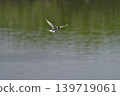 Colorful summer birds and other migratory birds of Japan that sing and fly 139719061