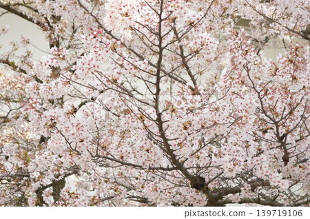 Cherry blossoms in full bloom of spring 139719106