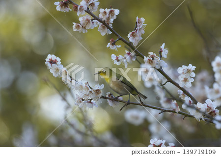 Plum blossom and white-eye Plum blossom and white-eye 139719109