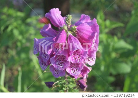 Pink foxgloves are in bloom. Pink foxgloves are in bloom. 139719234