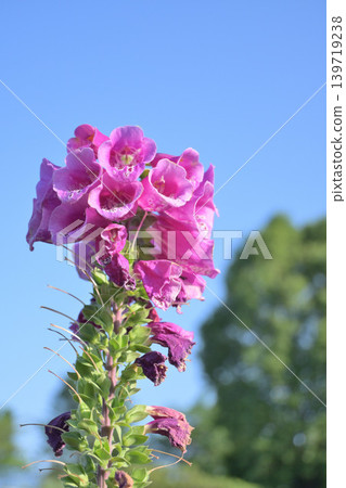 Pink foxgloves stand out against the blue sky. Pink foxgloves stand out against the blue sky. 139719238