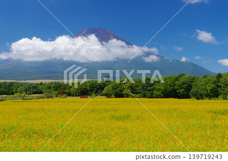一片黃色的波斯菊花田和富士山 一片黃色的波斯菊花田和富士山 139719243
