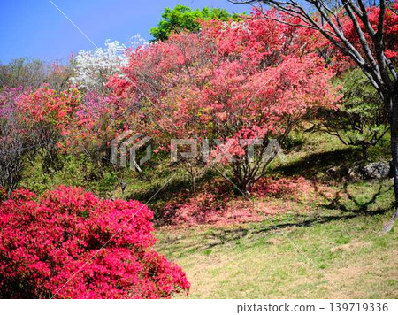 日本花園裡的杜鵑花 日本花園裡的杜鵑花 139719336