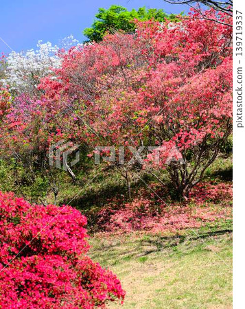 Azaleas in a Japanese garden Azaleas in a Japanese garden 139719337