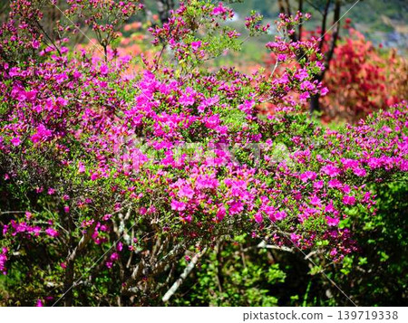 日本花園裡的杜鵑花 日本花園裡的杜鵑花 139719338