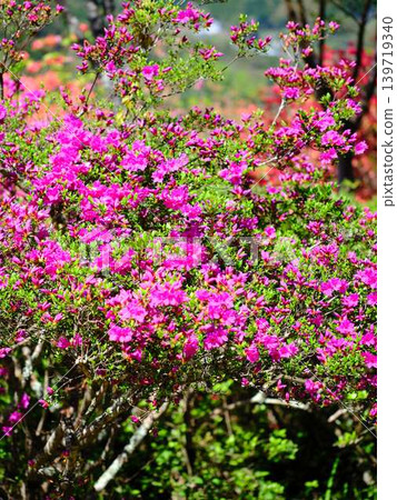 日本花園裡的杜鵑花 日本花園裡的杜鵑花 139719340