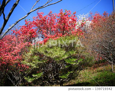 Azaleas in a Japanese garden Azaleas in a Japanese garden 139719342