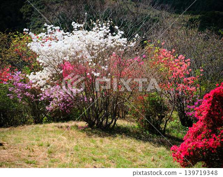 Azaleas in a Japanese garden Azaleas in a Japanese garden 139719348