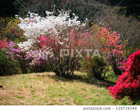 日本花園裡的杜鵑花 日本花園裡的杜鵑花 139719349