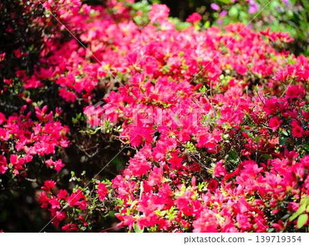 Azaleas in a Japanese garden Azaleas in a Japanese garden 139719354