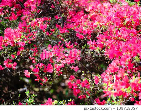 Azaleas in a Japanese garden Azaleas in a Japanese garden 139719357