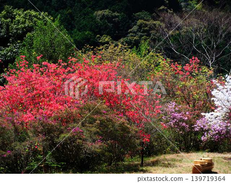 Azaleas in a Japanese garden Azaleas in a Japanese garden 139719364