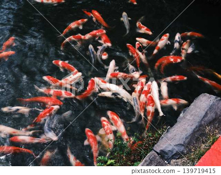 《香川縣》栗林庭園/鯉魚 139719415