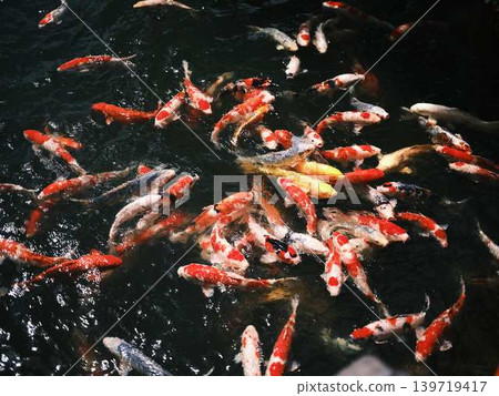 《香川縣》栗林庭園/鯉魚 139719417