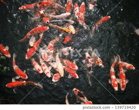 《香川縣》栗林庭園/鯉魚 《香川縣》栗林庭園/鯉魚 139719420