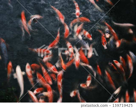 《香川縣》栗林庭園/鯉魚 《香川縣》栗林庭園/鯉魚 139719425