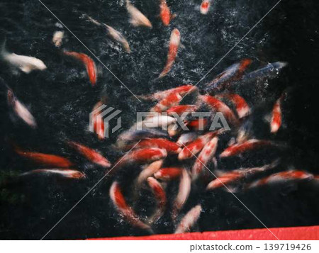 《Kagawa Prefecture》 Ritsurin Garden / Carp 《Kagawa Prefecture》 Ritsurin Garden / Carp 139719426