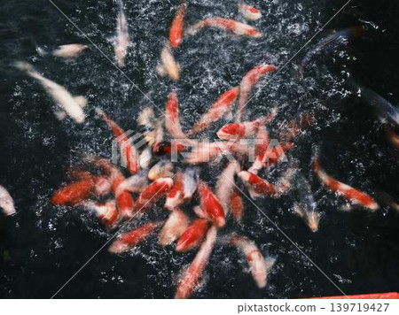 《香川縣》栗林庭園/鯉魚 139719427