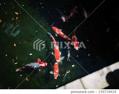 《Kagawa Prefecture》 Ritsurin Garden / Carp 139719429