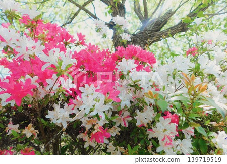 紅色和白色的花朵 紅色和白色的花朵 139719519