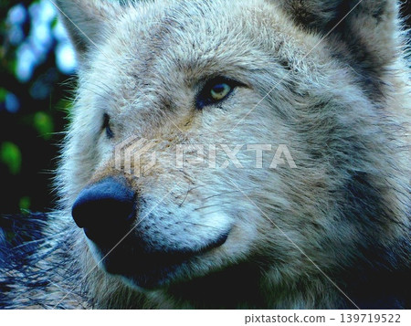 wolf 139719522