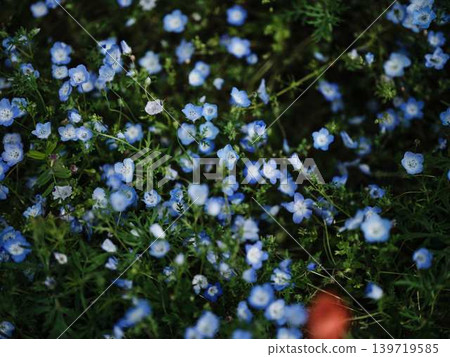 Nemophila blooming on the hill Nemophila blooming on the hill 139719585