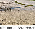 Mudflats and countless seashells: A Japanese coastal landscape after the tide has receded. 139719905