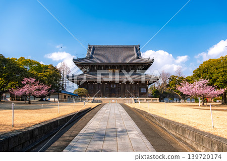 Yokohama City, Kanagawa Prefecture: Cherry blossoms in full bloom stand tall amidst the clear blue sky, alongside the main Buddha hall (Daiohōden) of the head temple Sōjiji. Yokohama City, Kanagawa Prefecture: Cherry blossoms in full bloom stand tall amidst the clear blue sky, alongside the main Buddha hall (Daiohōden) of the head temple Sōjiji. 139720174