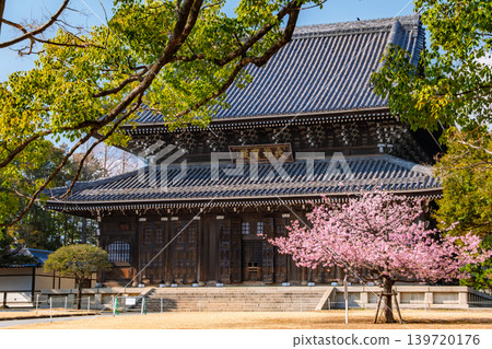 Yokohama City, Kanagawa Prefecture: Cherry blossoms in full bloom stand tall amidst the clear blue sky, alongside the main Buddha hall (Daiohōden) of the head temple Sōjiji. 139720176