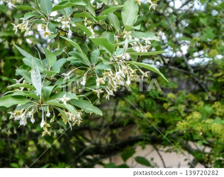 A summer jasmine tree on the grounds of the Faculty of Agriculture at Iwate University in Iwate Prefecture, where a bear has been spotted. A summer jasmine tree on the grounds of the Faculty of Agriculture at Iwate University in Iwate Prefecture, where a bear has been spotted. 139720282