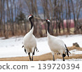 A pair of red-crowned cranes photographed at the Akan International Crane Center in Hokkaido, against a winter snowscape. 139720394