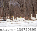A flock of whooper swans resting on the snow in winter in Hokkaido. 139720395