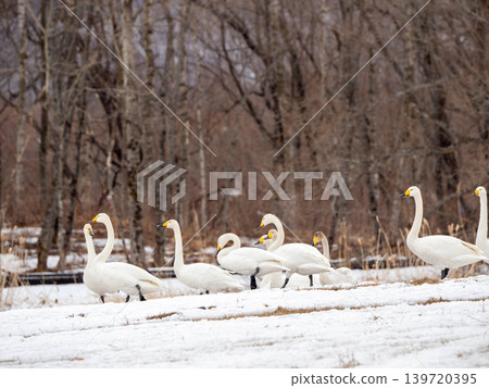 A flock of whooper swans resting on the snow in winter in Hokkaido. A flock of whooper swans resting on the snow in winter in Hokkaido. 139720395
