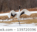 Red-crowned cranes spread their wings in a snowfield in Hokkaido during winter. 139720396