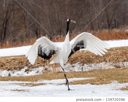 Red-crowned cranes spread their wings in a snowfield in Hokkaido during winter. Red-crowned cranes spread their wings in a snowfield in Hokkaido during winter. 139720396