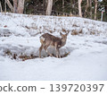 Ezo deer walking across a snowfield: A natural winter scene in Hokkaido. 139720397