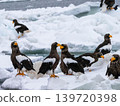 A flock of Steller's sea eagles gathers on the drift ice in the winter scenery of Shiretoko, Hokkaido. 139720398