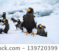 A Steller's sea eagle perched on drift ice in Hokkaido: Wildlife in Shiretoko during winter 139720399