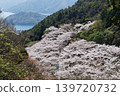 廣島縣野呂山佐佐波天際線上的櫻花 139720732