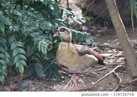 一隻美麗的白鳥站在水邊 139720759