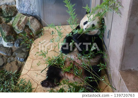 A cute giant panda munching on bamboo leaves. A cute giant panda munching on bamboo leaves. 139720763