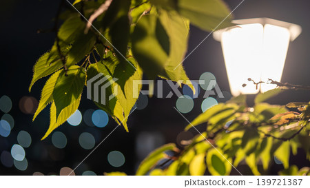 從長崎縣格洛弗路看到的夜景 從長崎縣格洛弗路看到的夜景 139721387