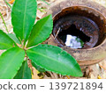 Bamboo stump and green leaves 139721894