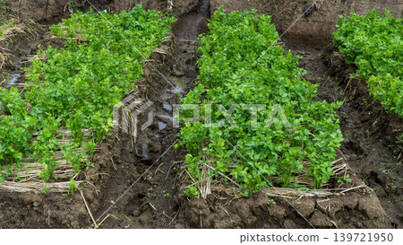 Fresh organic celery plants (Apium graveolens) growing on a highland vegetable farm. 139721950