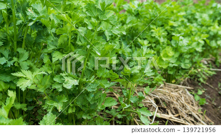 Fresh organic celery plants (Apium graveolens) growing on a highland vegetable farm. Fresh organic celery plants (Apium graveolens) growing on a highland vegetable farm. 139721956