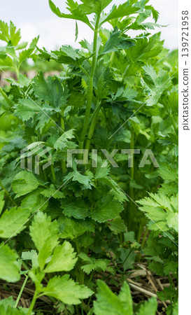 Fresh organic celery plants (Apium graveolens) growing on a highland vegetable farm. 139721958