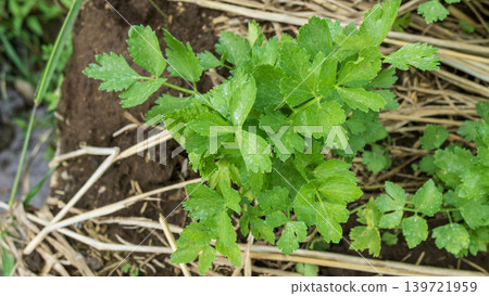 Fresh organic celery plants (Apium graveolens) growing on a highland vegetable farm. Fresh organic celery plants (Apium graveolens) growing on a highland vegetable farm. 139721959