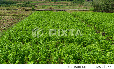 Fresh organic celery plants (Apium graveolens) growing on a highland vegetable farm. Fresh organic celery plants (Apium graveolens) growing on a highland vegetable farm. 139721967