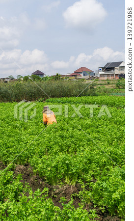 Fresh organic celery plants (Apium graveolens) growing on a highland vegetable farm. 139721968