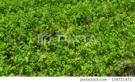 Fresh organic celery plants (Apium graveolens) growing on a highland vegetable farm. 139721971